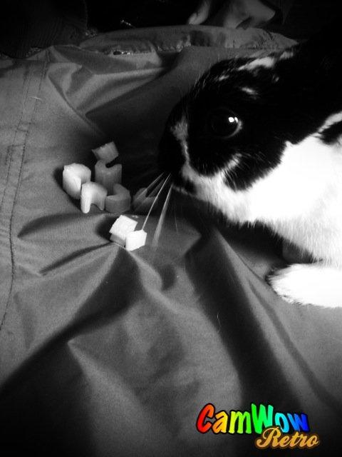 Kanin Bella billede 5