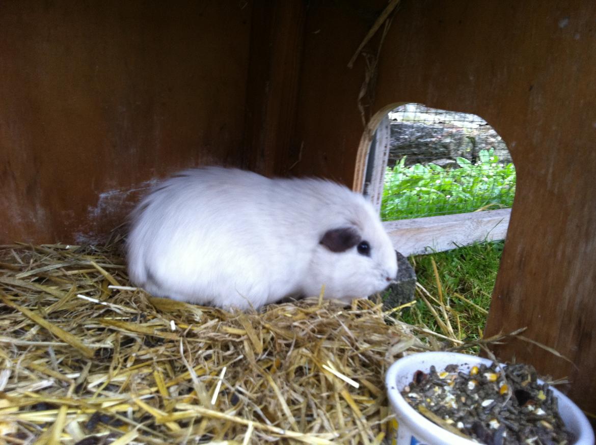 Marsvin Rofus R.I.P billede 1