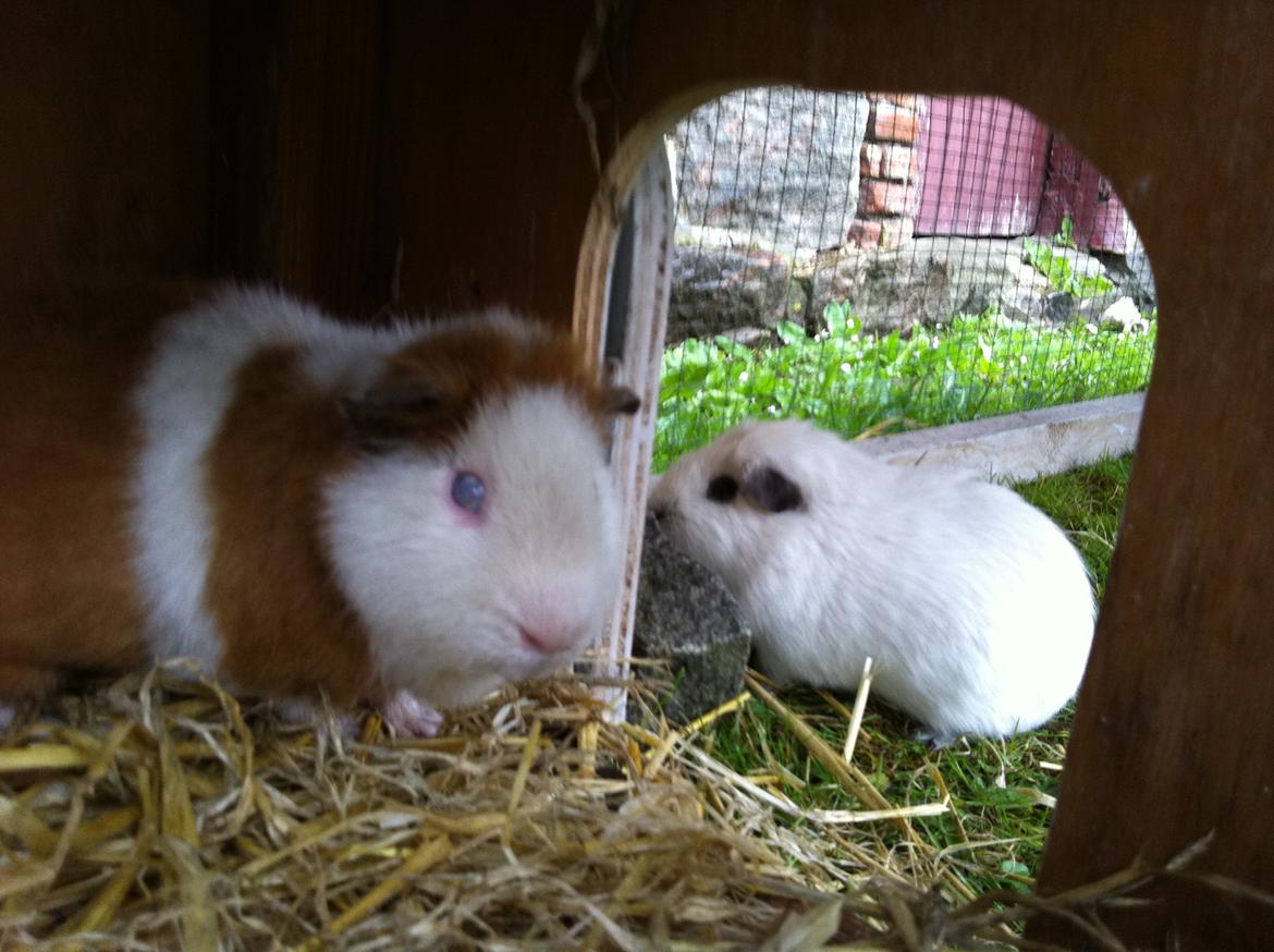 Marsvin Rofus R.I.P billede 2