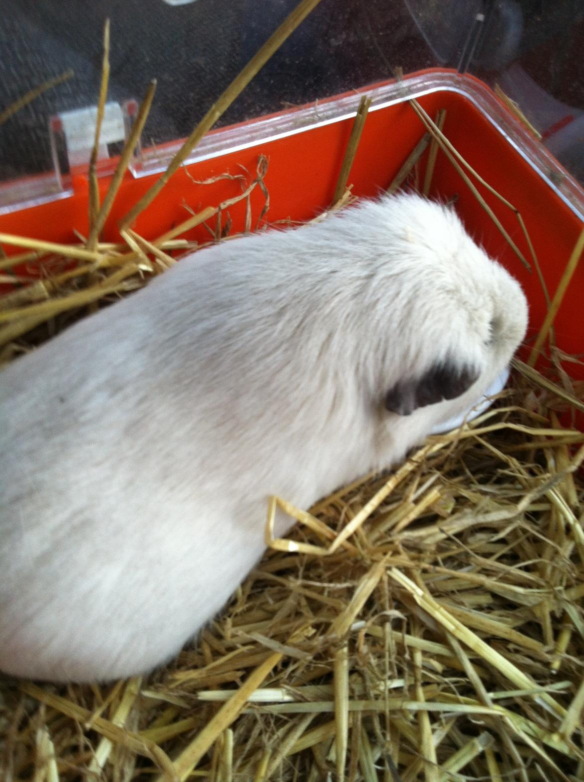 Marsvin Rofus R.I.P billede 3