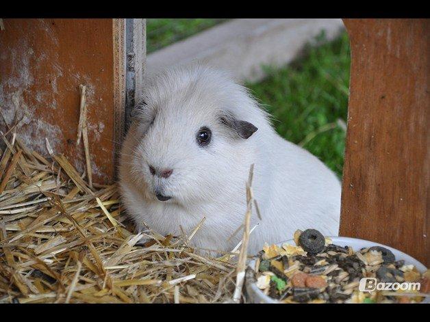 Marsvin Rofus R.I.P billede 4