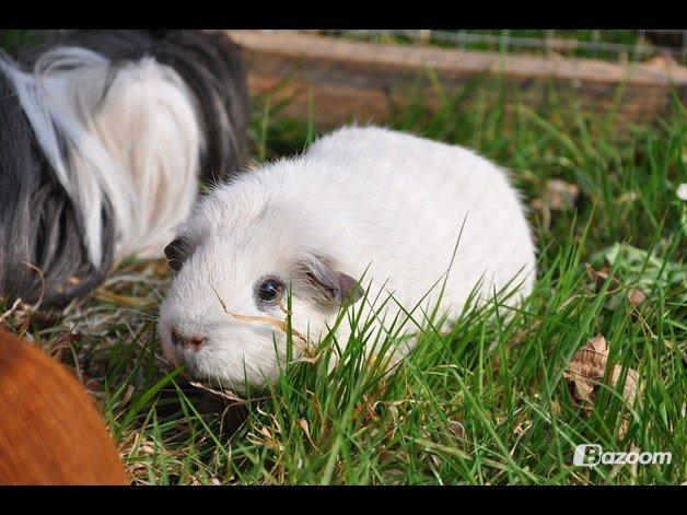 Marsvin Rofus R.I.P billede 5