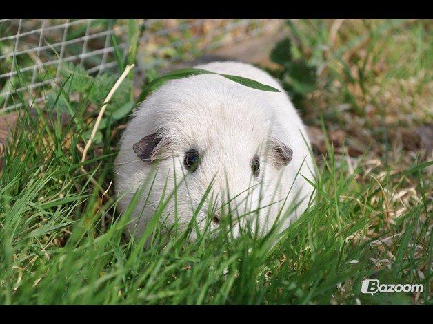 Marsvin Rofus R.I.P billede 6