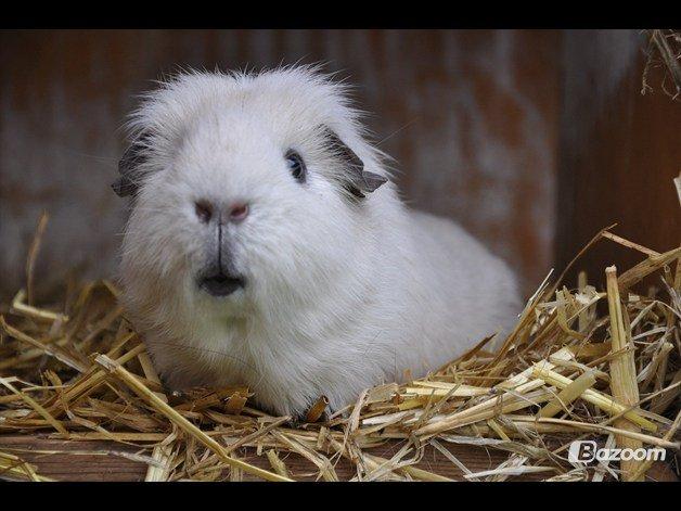 Marsvin Rofus R.I.P billede 7