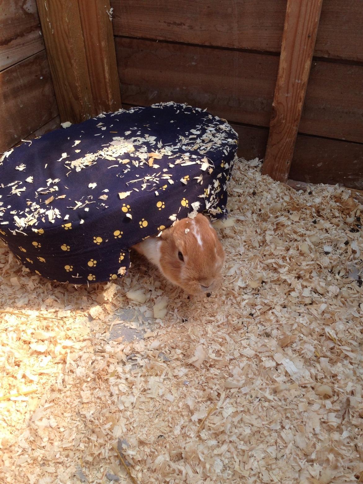 Kanin Burger <3 billede 15