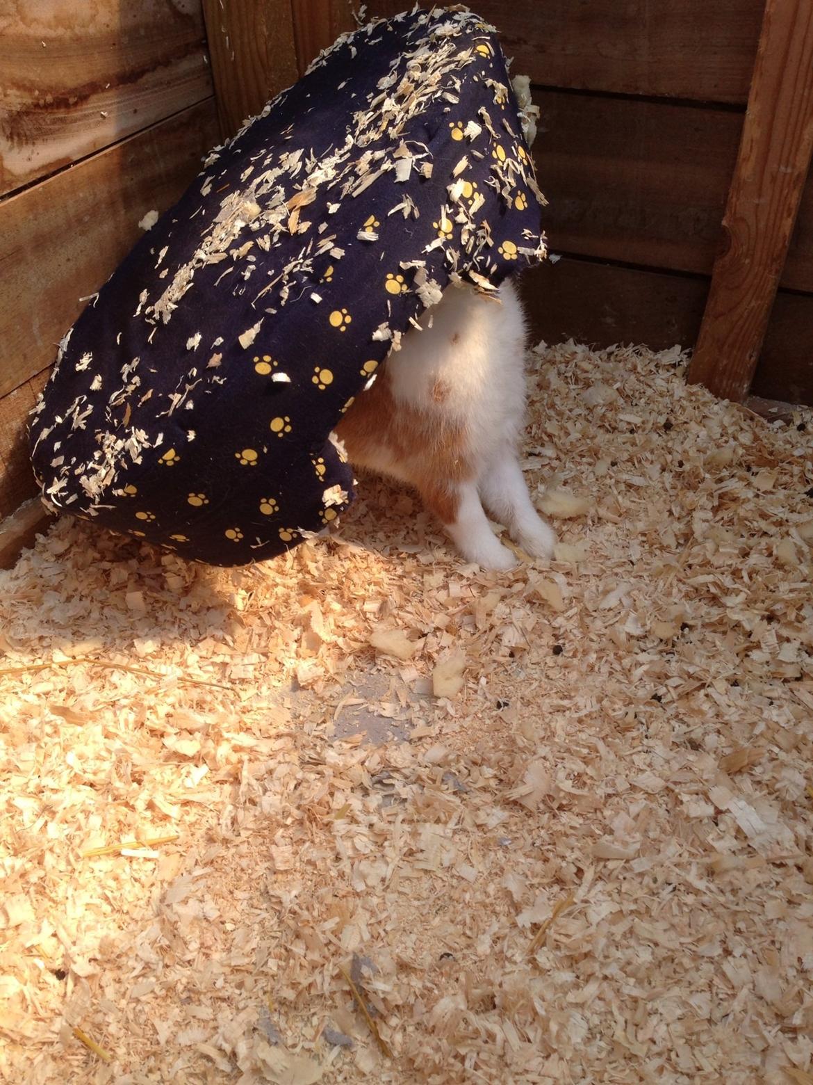 Kanin Burger <3 billede 16