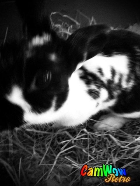 Kanin Bella billede 6