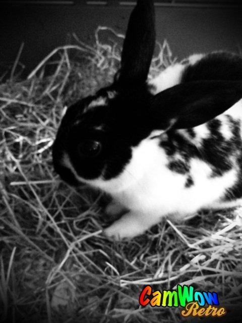 Kanin Bella billede 7