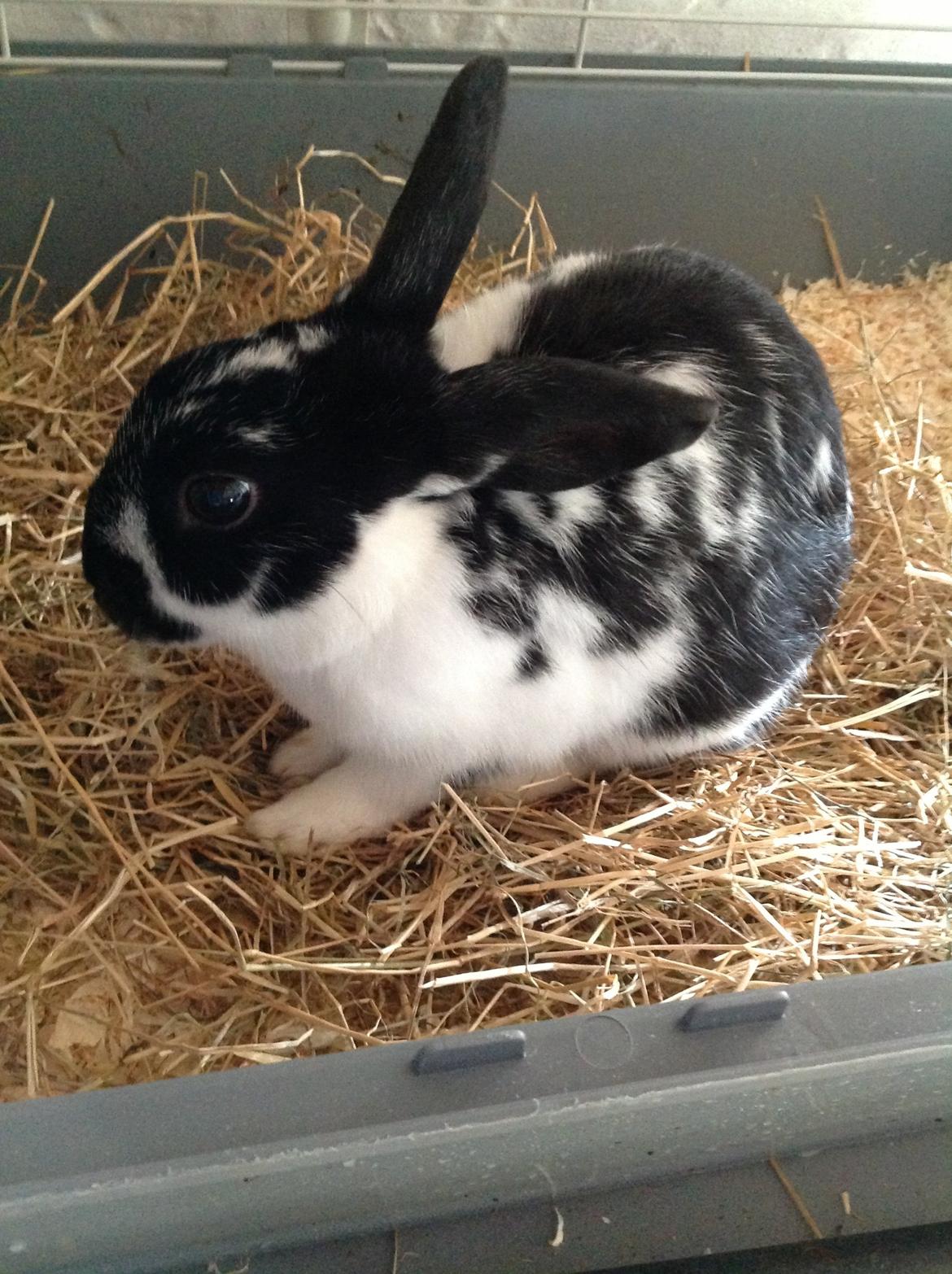 Kanin Bella billede 8