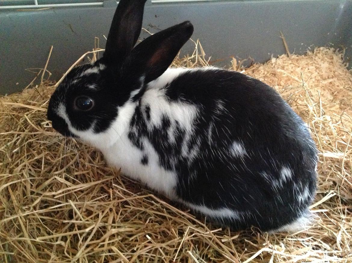 Kanin Bella billede 9