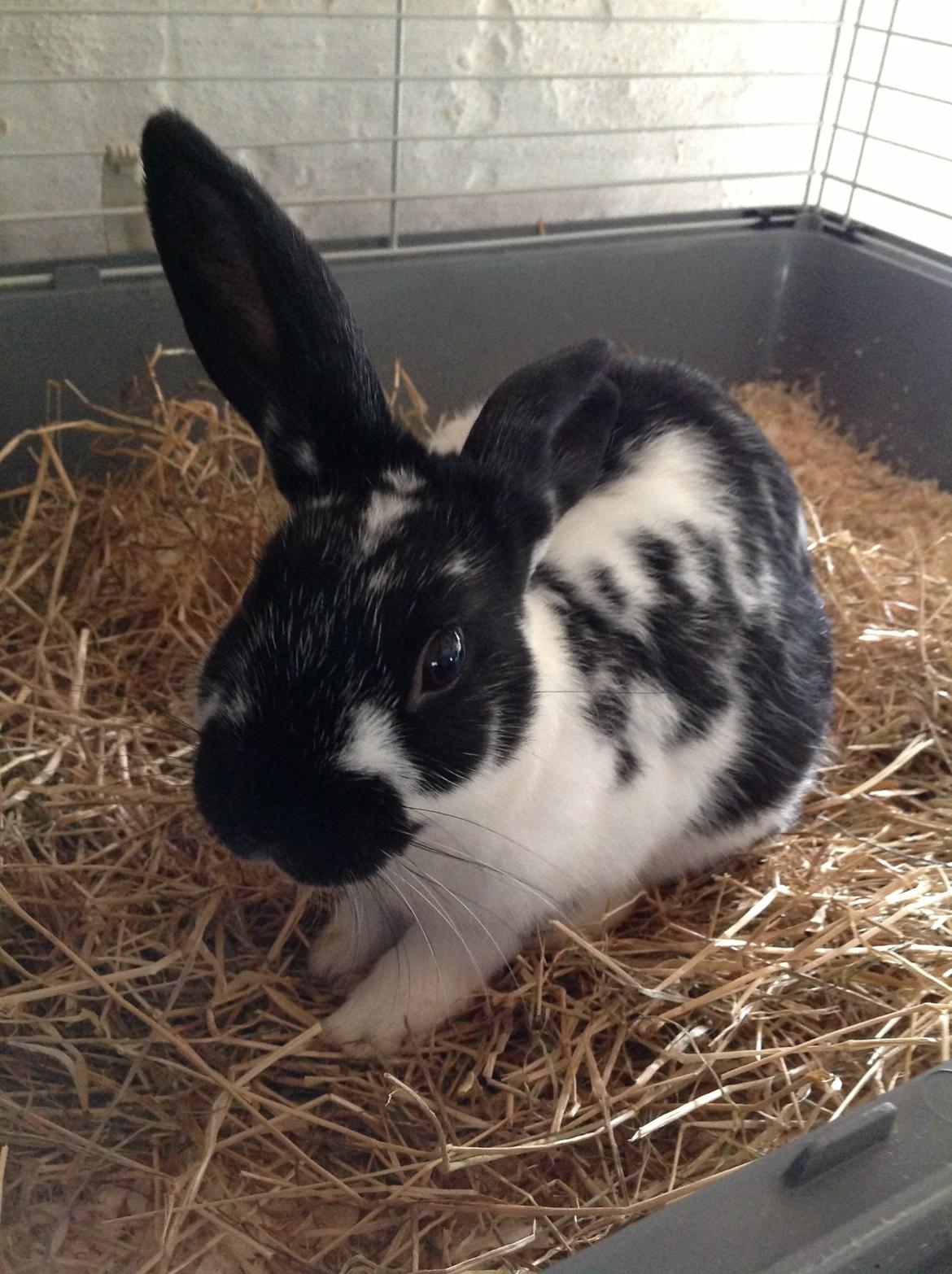 Kanin Bella billede 10