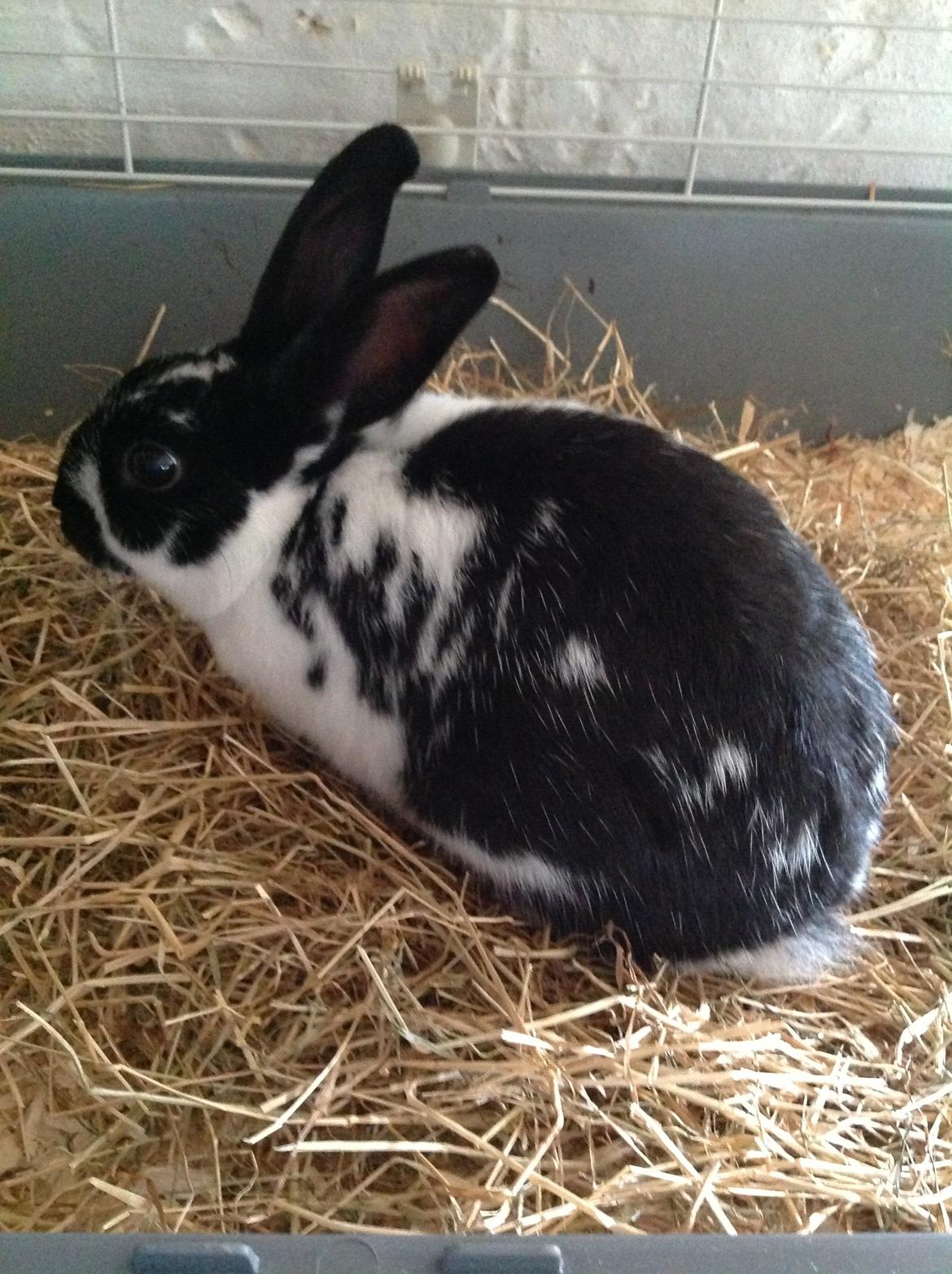 Kanin Bella billede 11