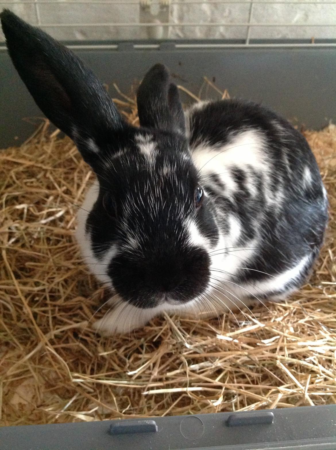 Kanin Bella billede 12