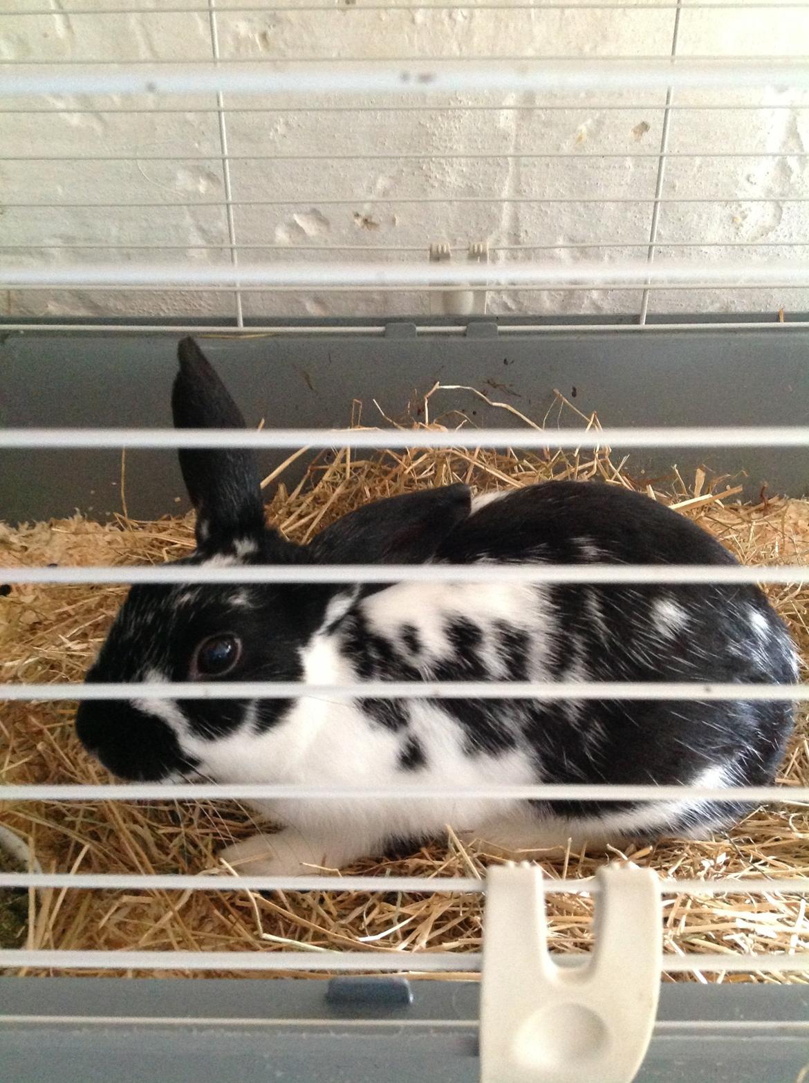 Kanin Bella billede 13