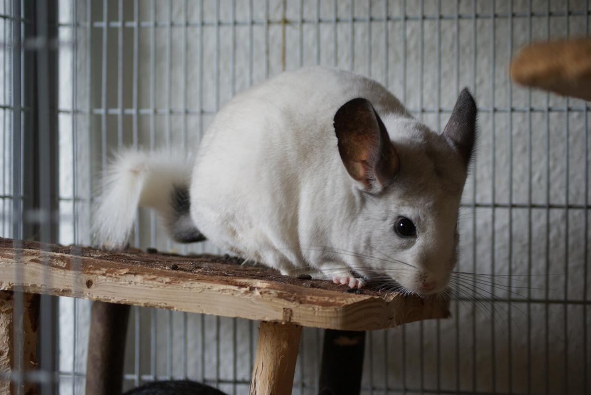 Chinchilla Chili billede 18
