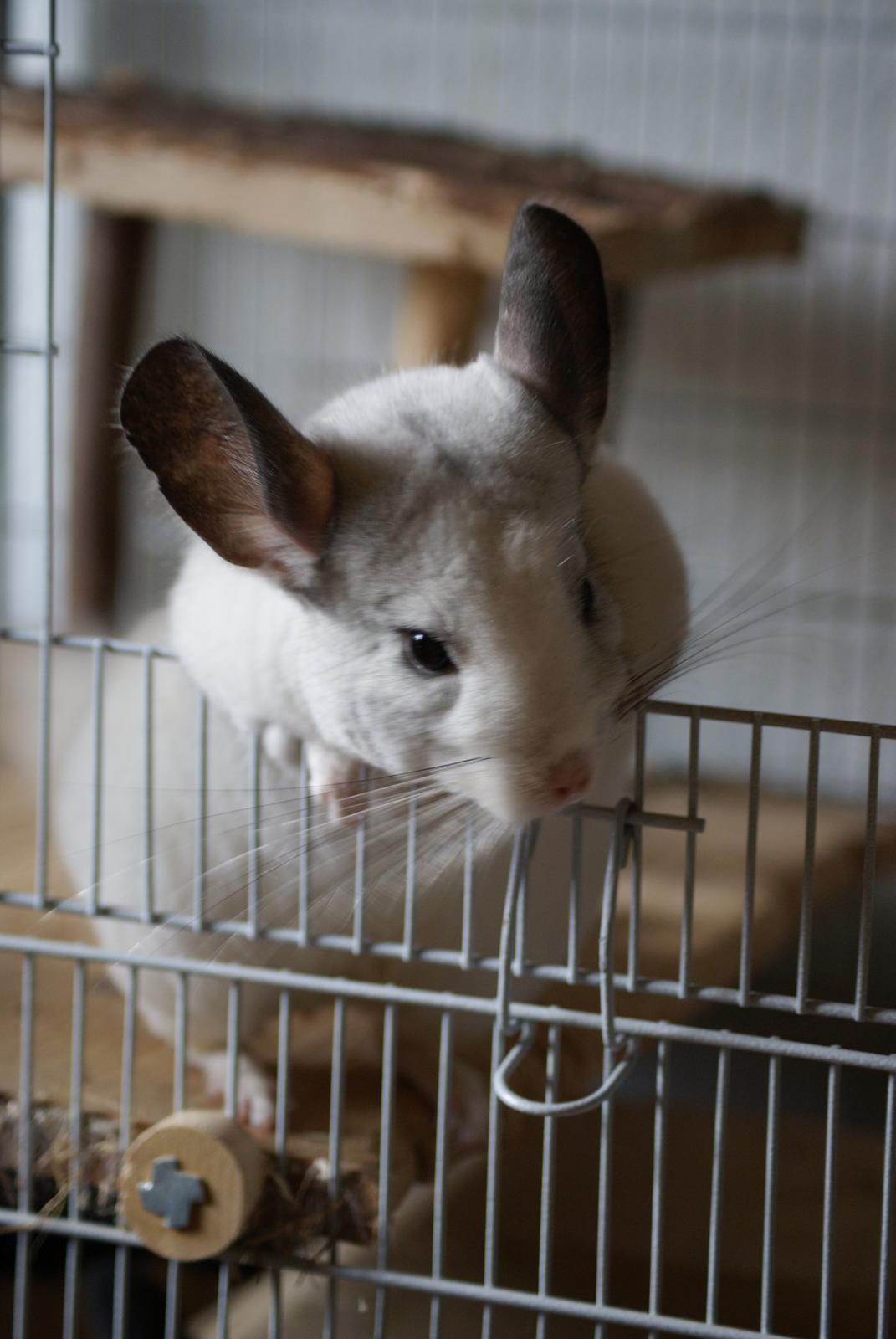 Chinchilla Chili billede 19
