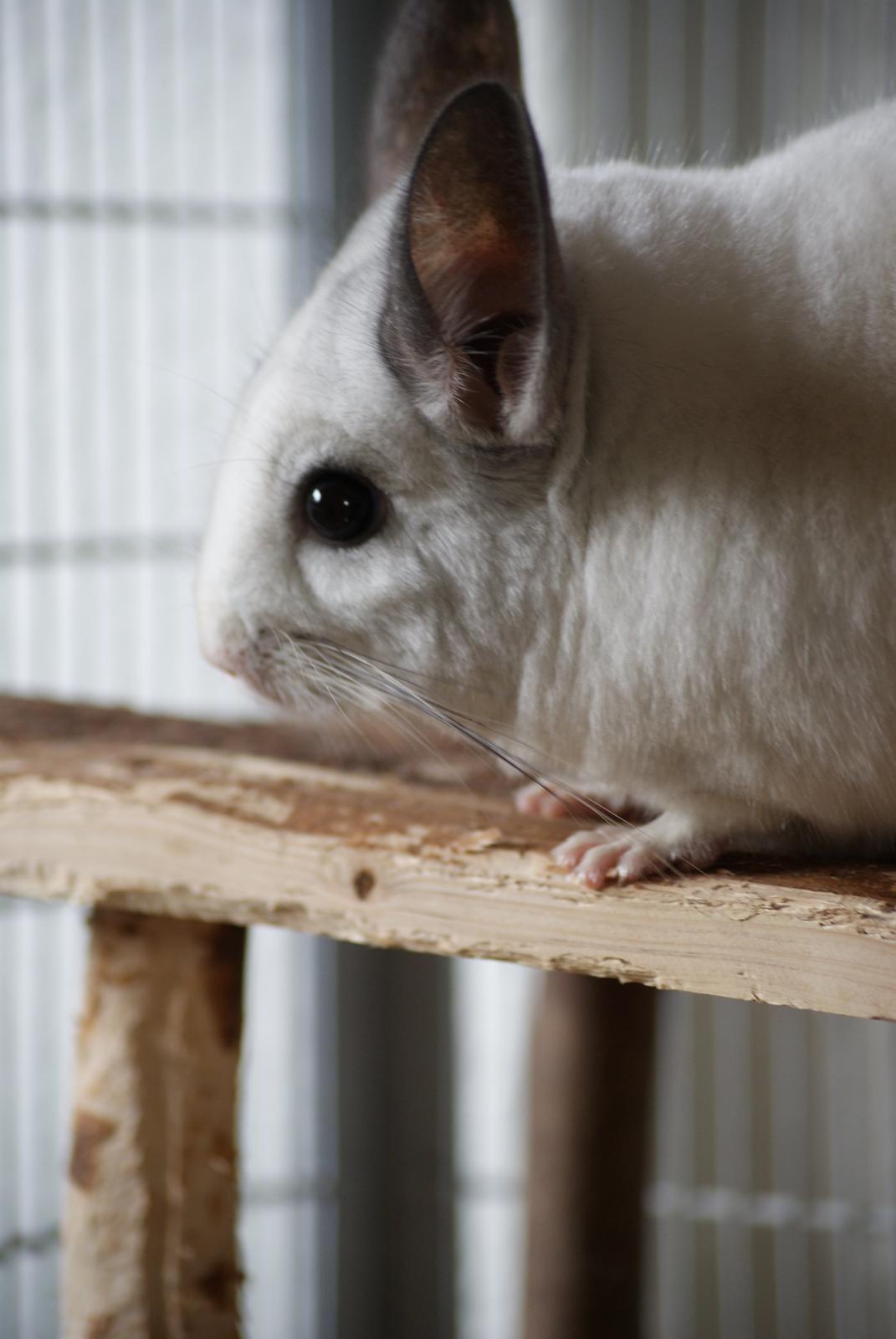 Chinchilla Chili billede 20