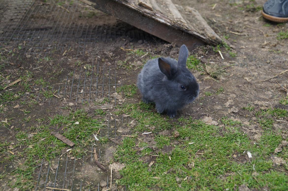 Kanin Blåbær <3 Solgt billede 2