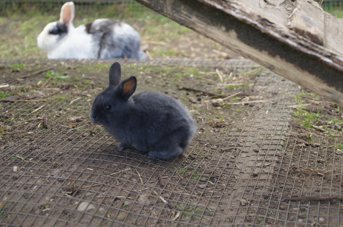 Kanin Blåbær <3 Solgt billede 3