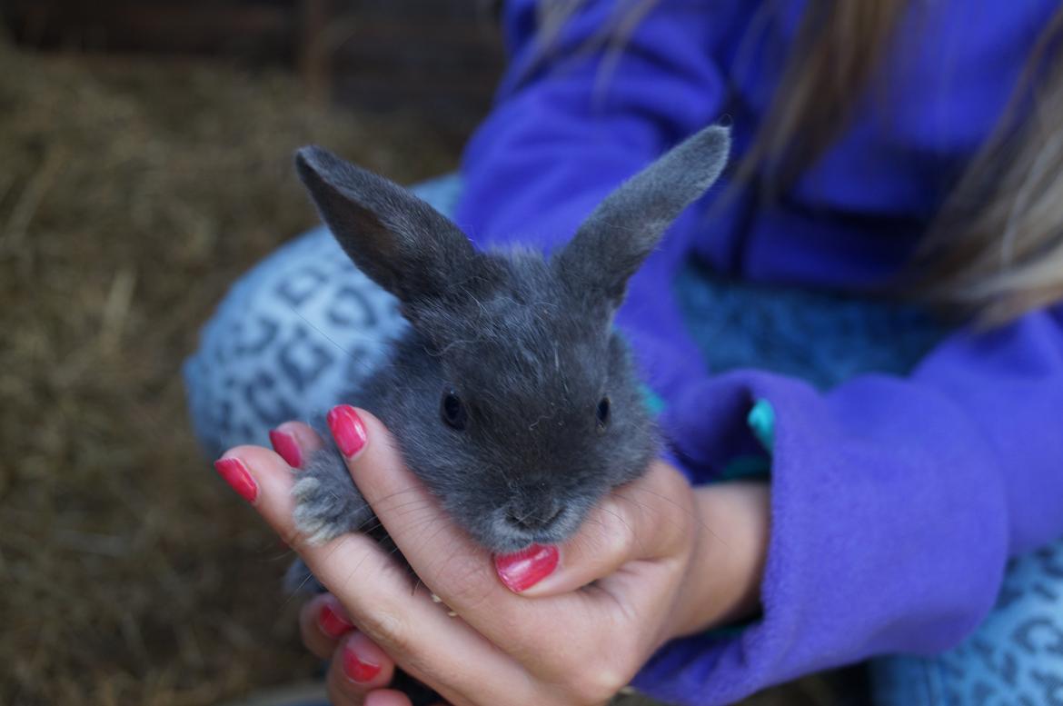 Kanin Blåbær <3 Solgt billede 1