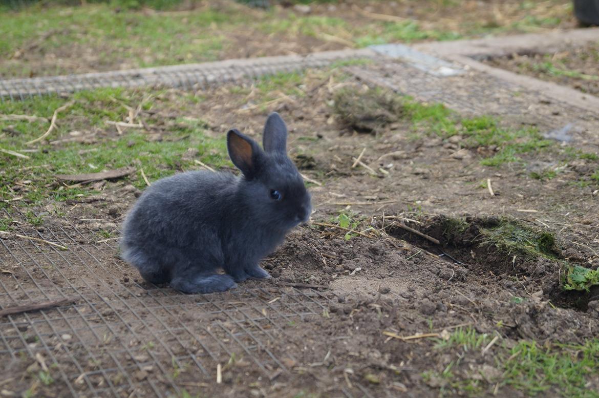 Kanin Blåbær <3 Solgt billede 5