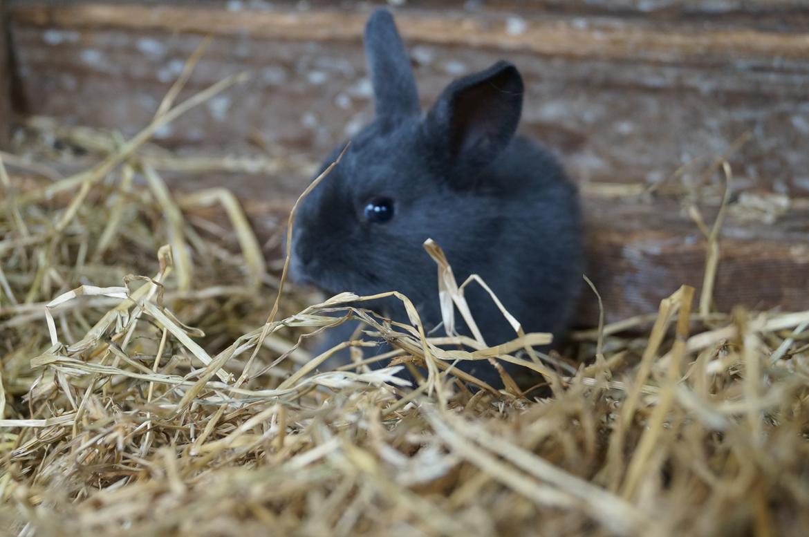 Kanin Blåbær <3 Solgt billede 6