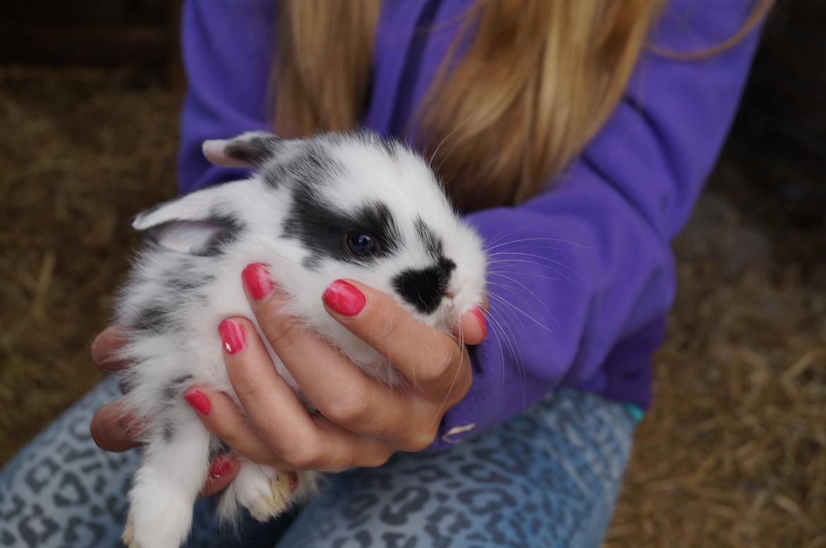 Kanin Stracciatella <3 billede 1