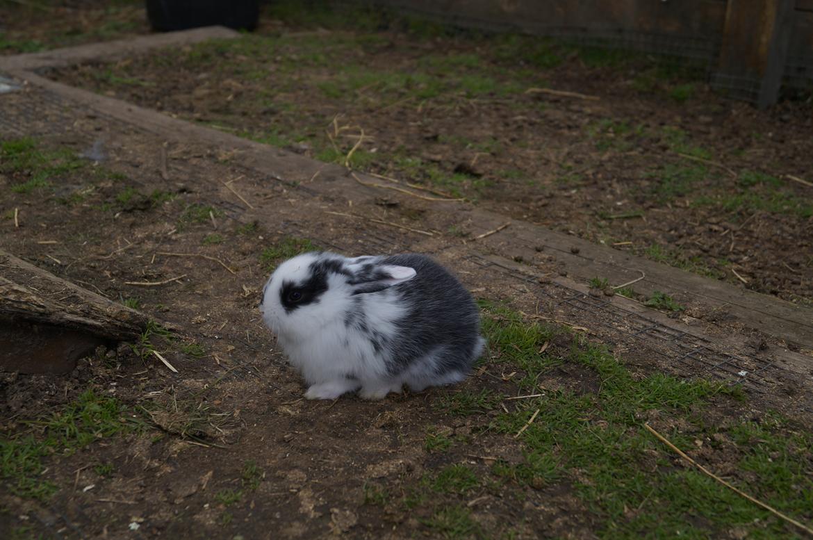 Kanin Stracciatella <3 billede 2