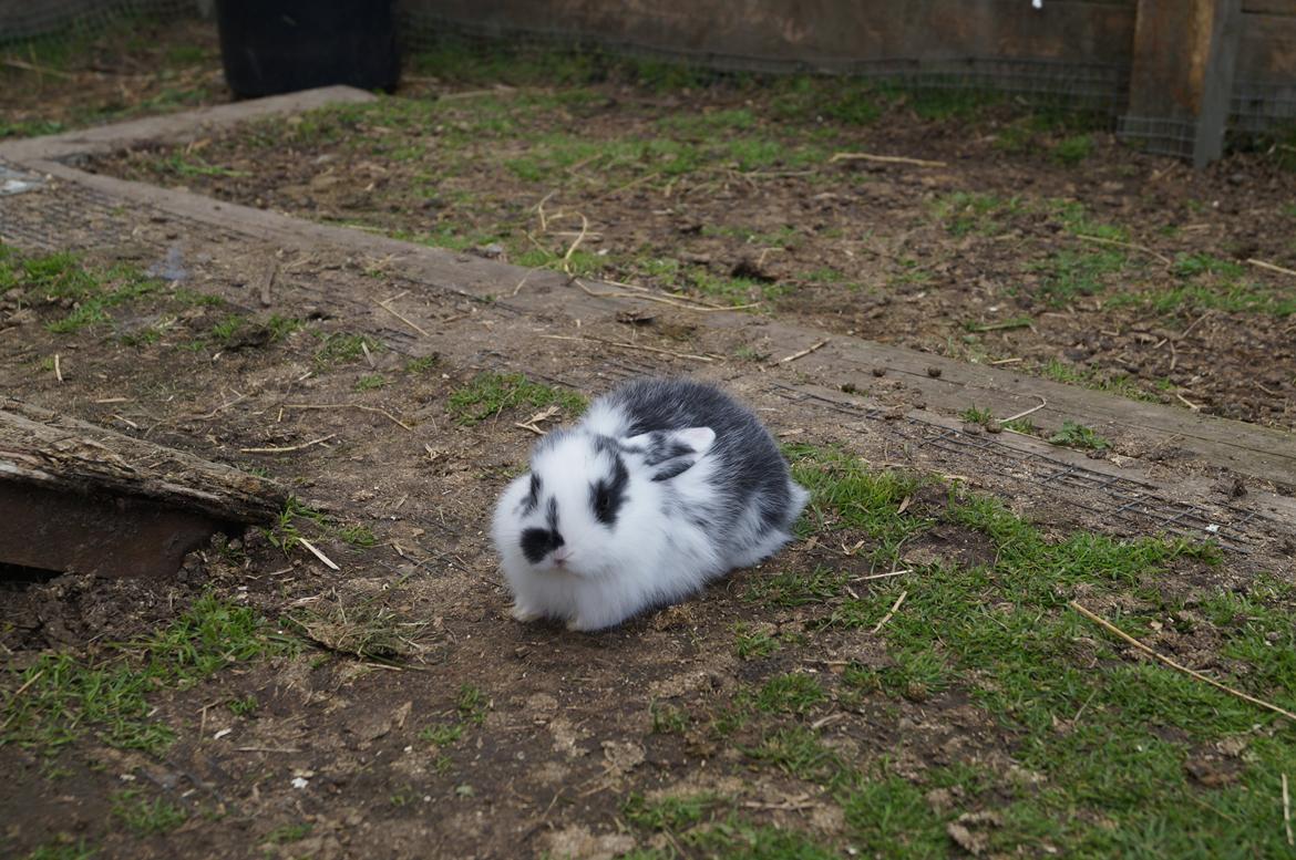 Kanin Stracciatella <3 billede 3