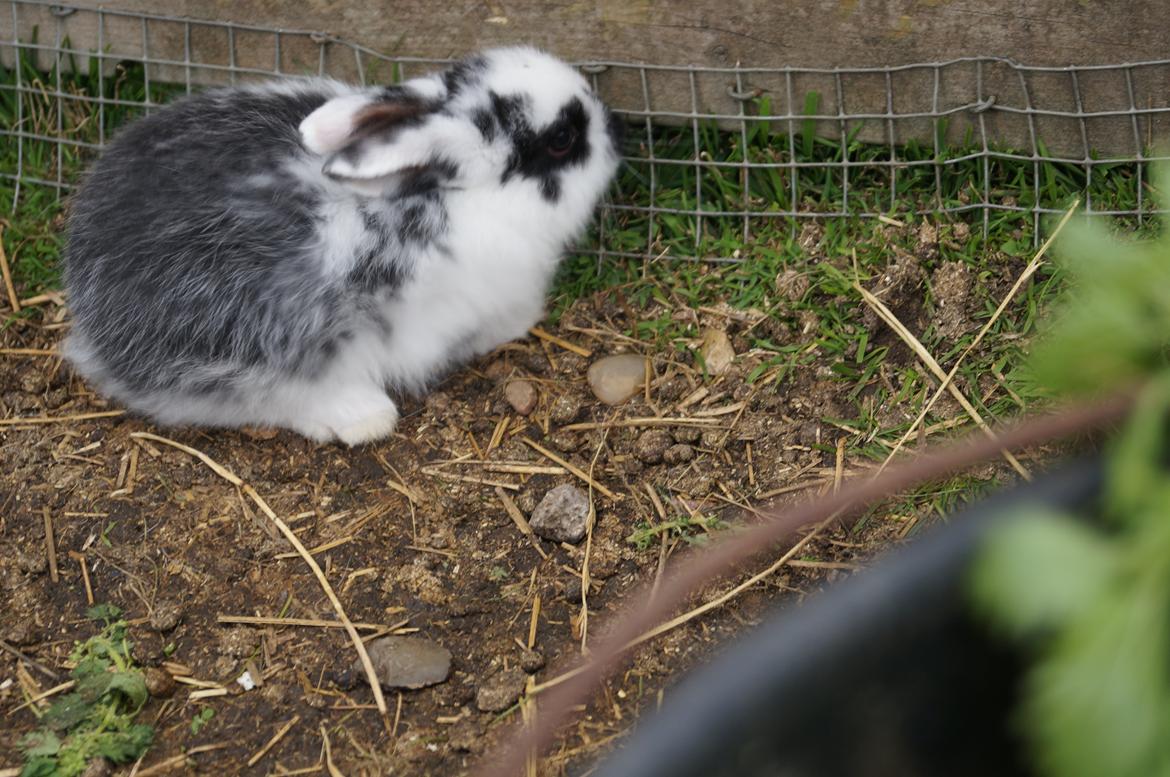 Kanin Stracciatella <3 billede 4