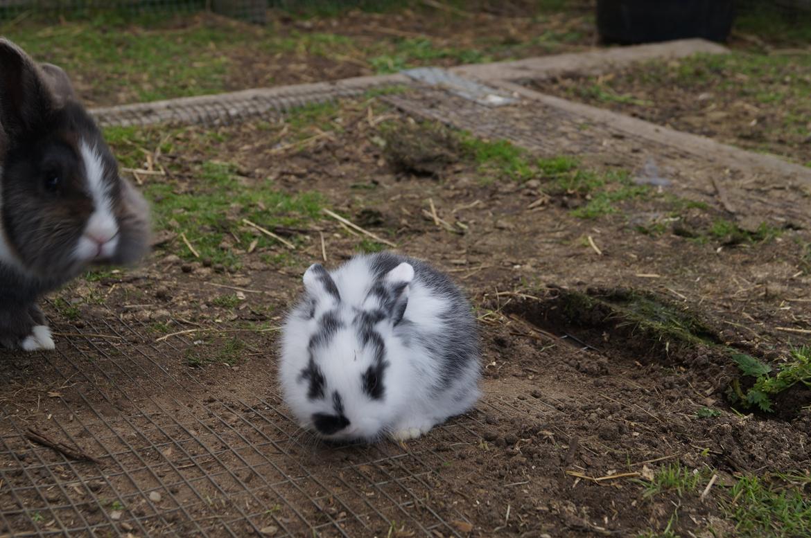 Kanin Stracciatella <3 billede 5