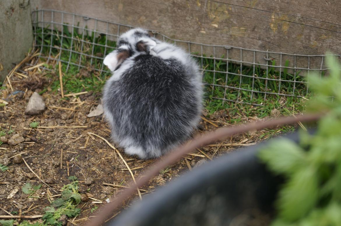 Kanin Stracciatella <3 billede 6