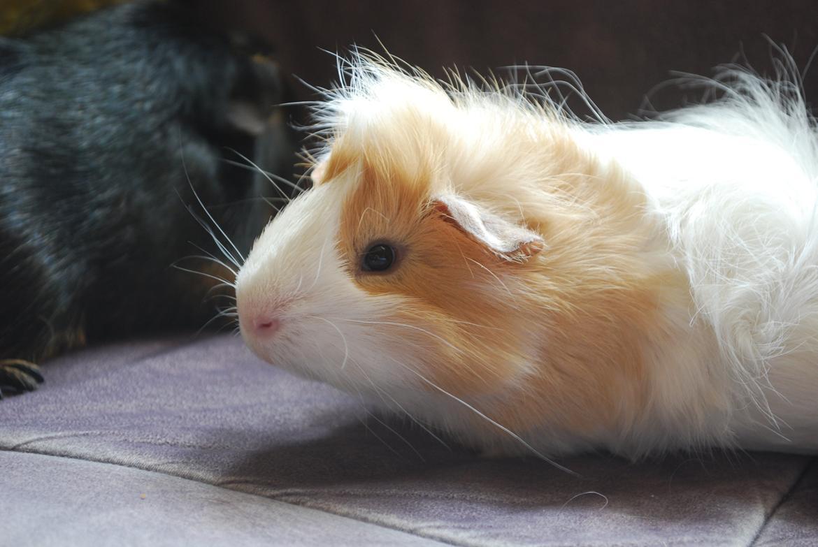 Marsvin Diezel billede 12