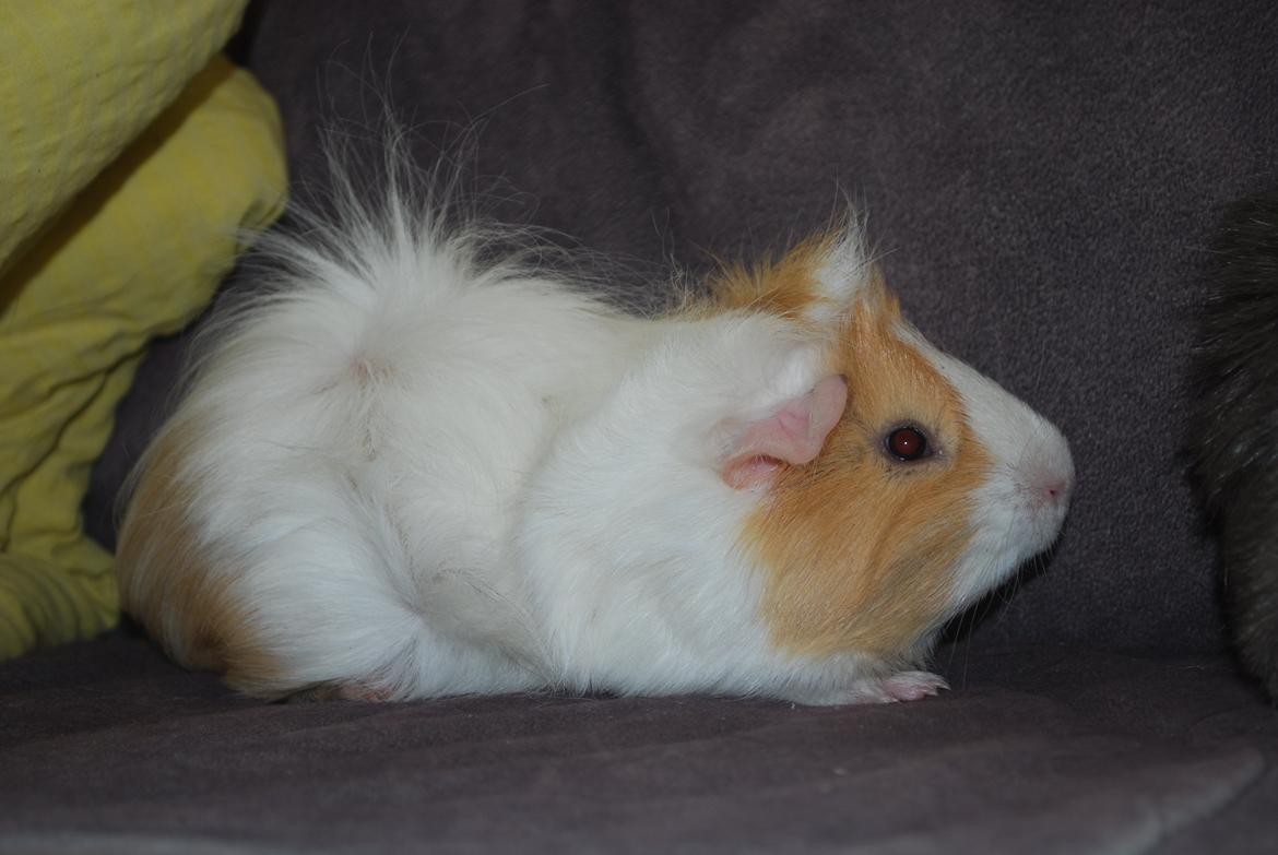 Marsvin Diezel billede 11