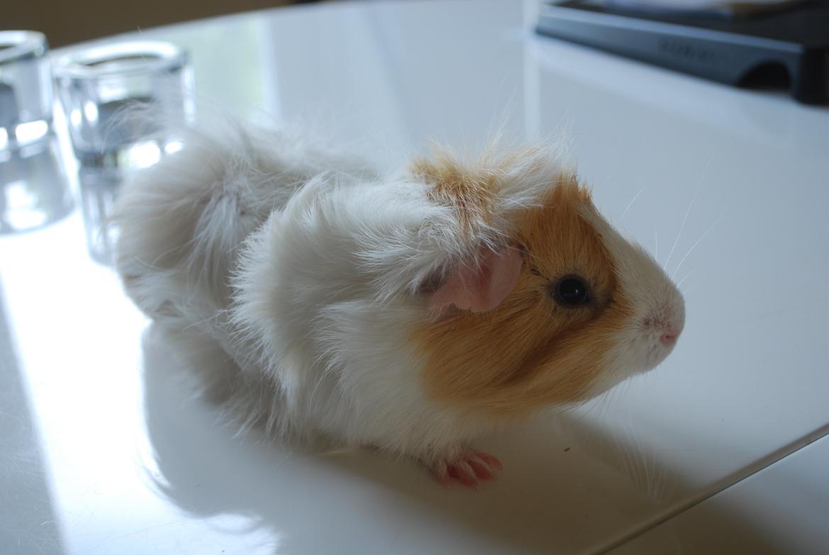 Marsvin Diezel billede 8