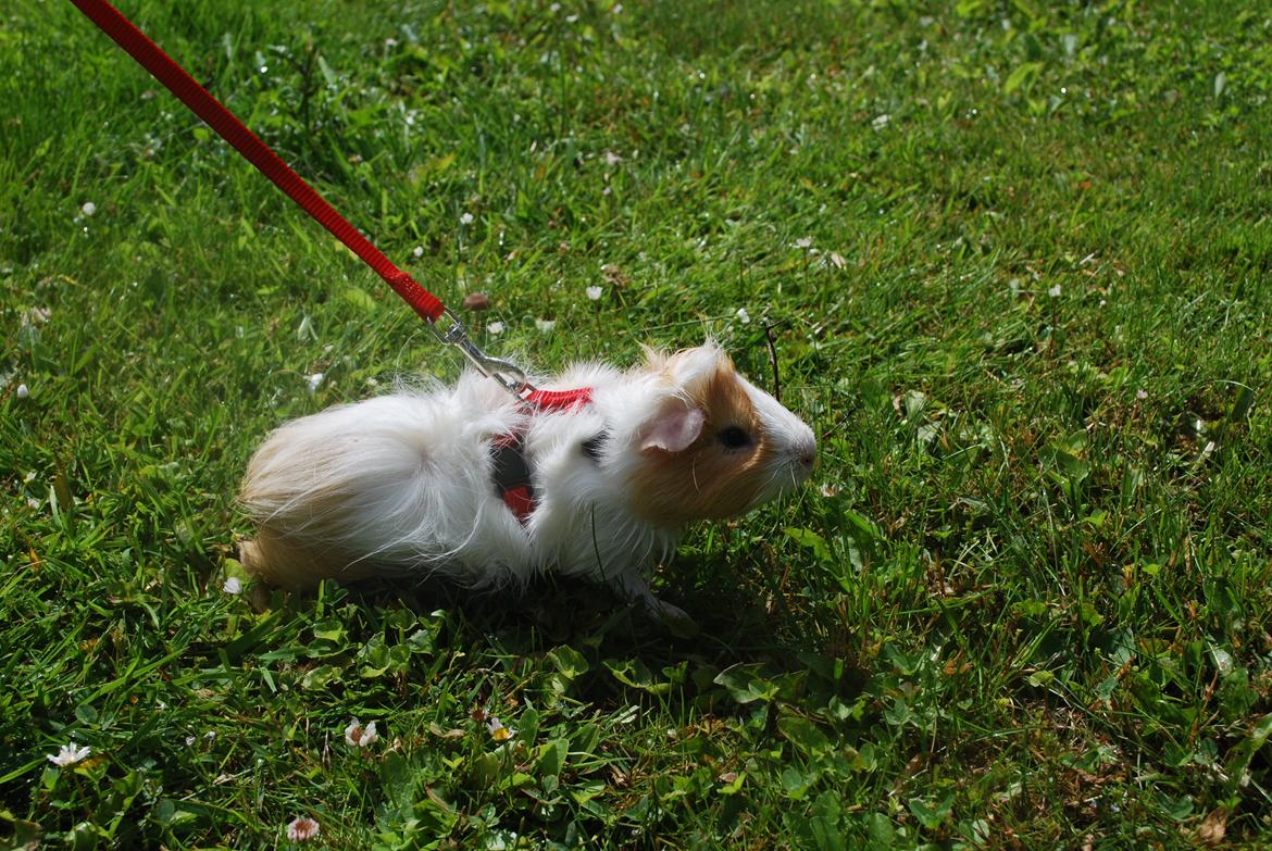 Marsvin Diezel billede 2