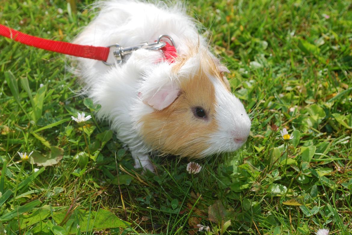 Marsvin Diezel billede 9