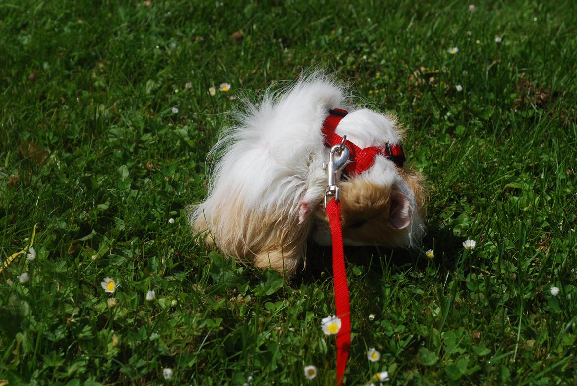 Marsvin Diezel billede 5