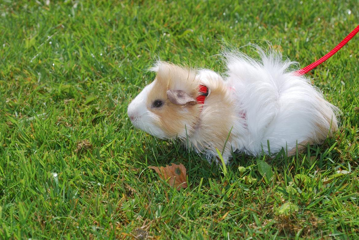 Marsvin Diezel billede 16