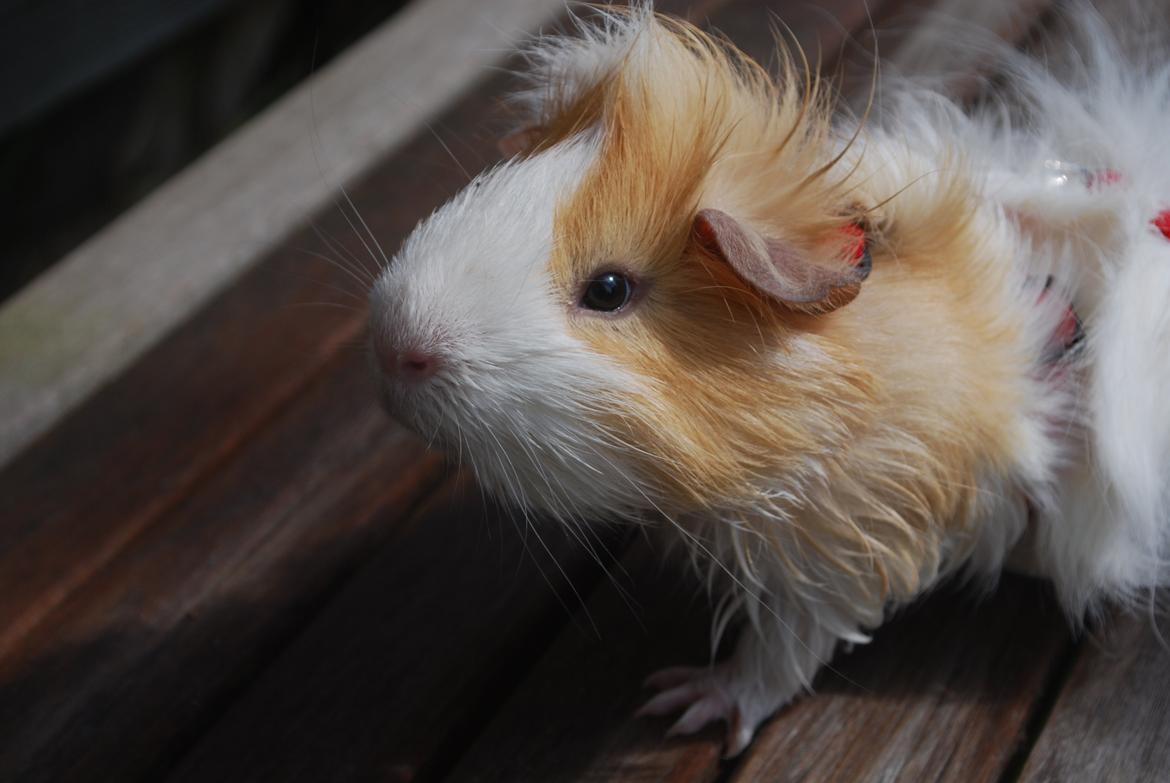 Marsvin Diezel billede 14