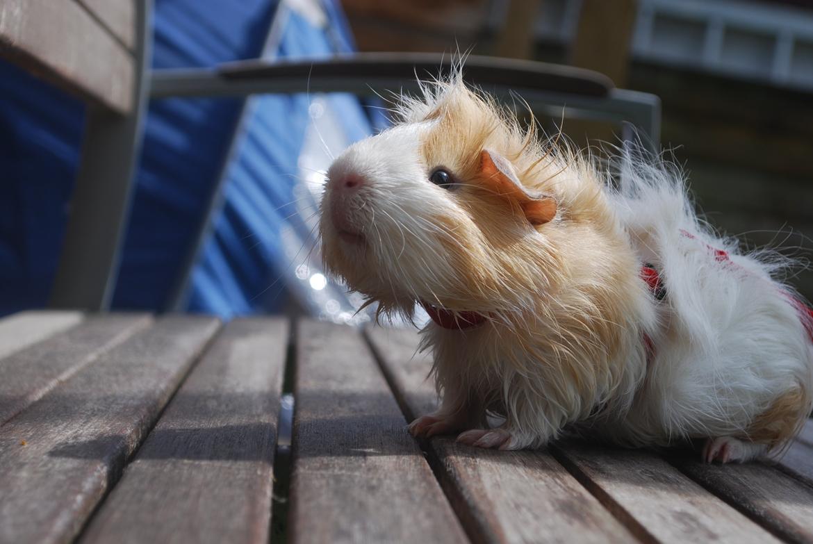 Marsvin Diezel billede 10