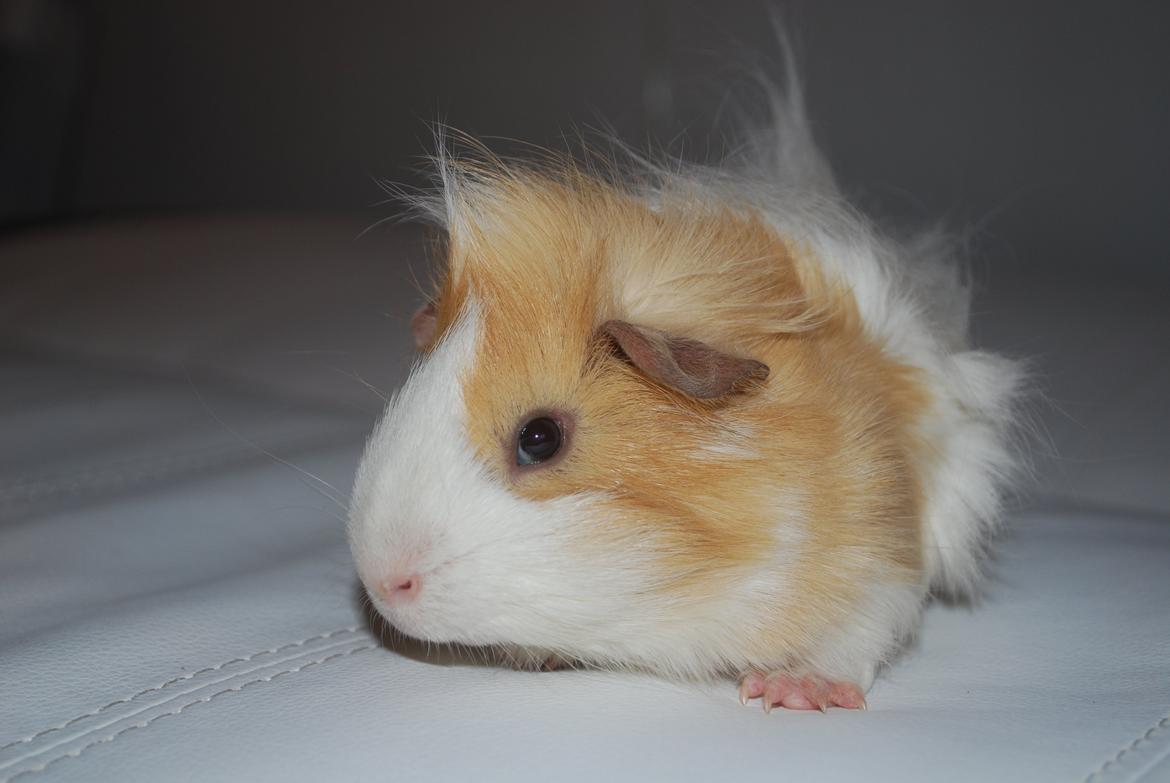 Marsvin Diezel billede 17