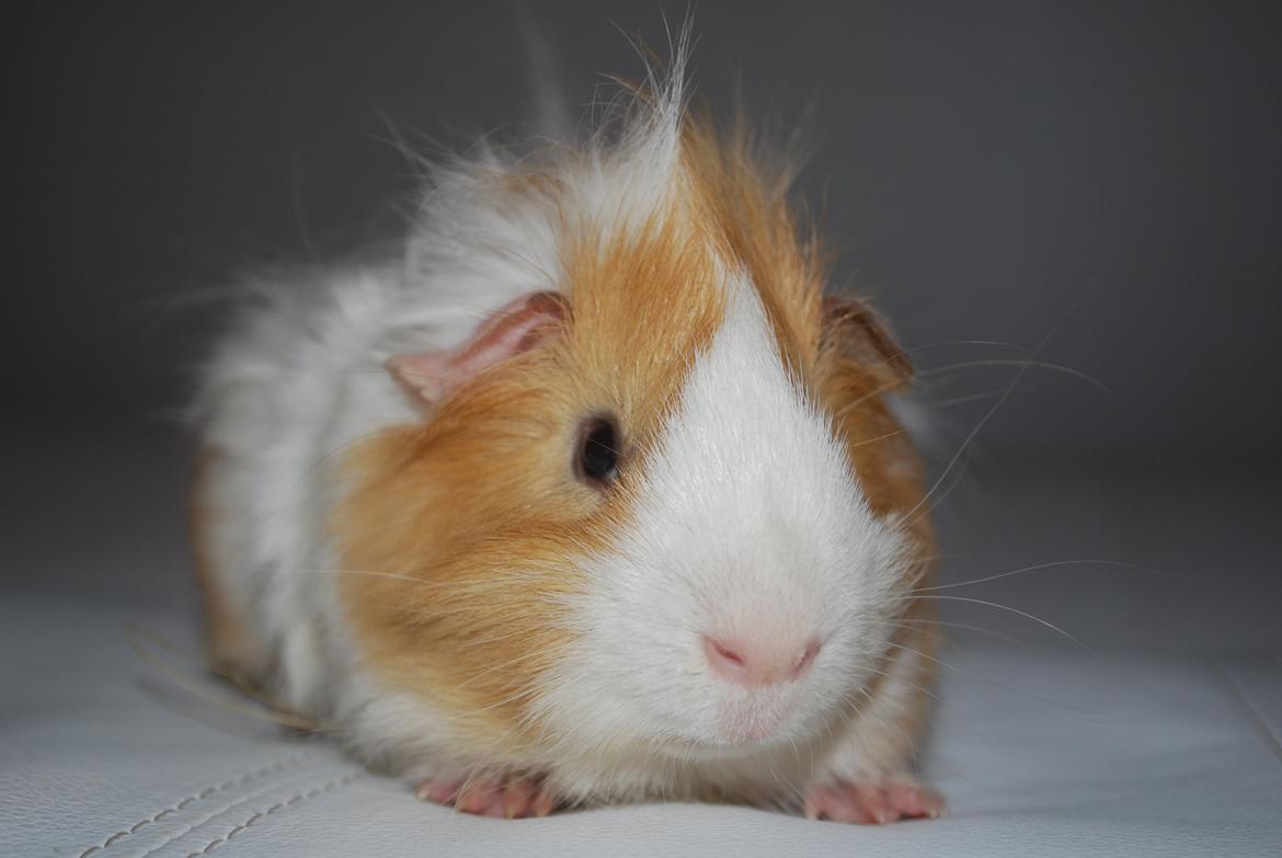 Marsvin Diezel billede 15