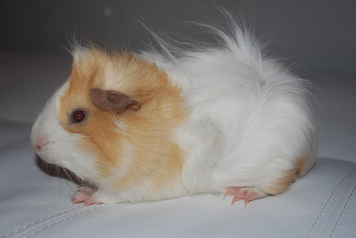 Marsvin Diezel billede 7