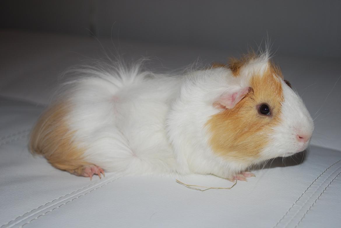 Marsvin Diezel billede 3