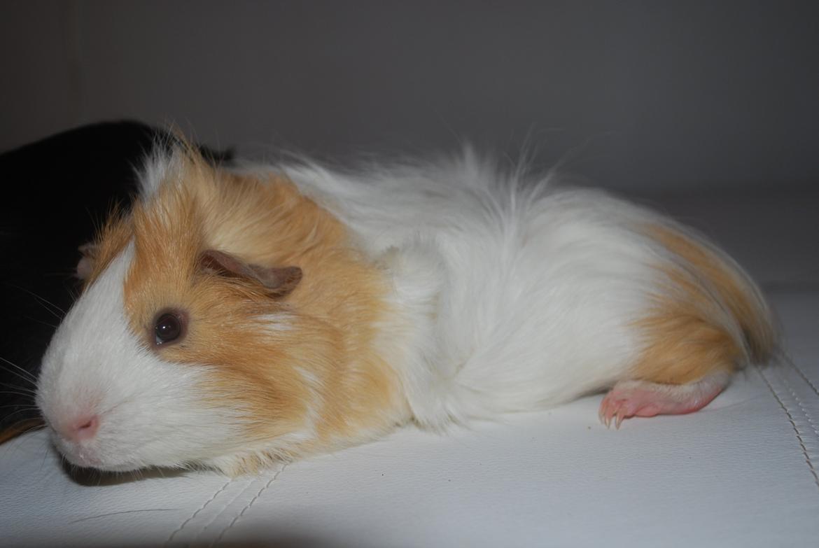 Marsvin Diezel billede 4