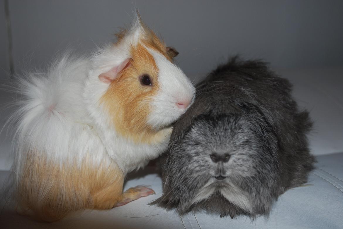 Marsvin Diezel billede 6