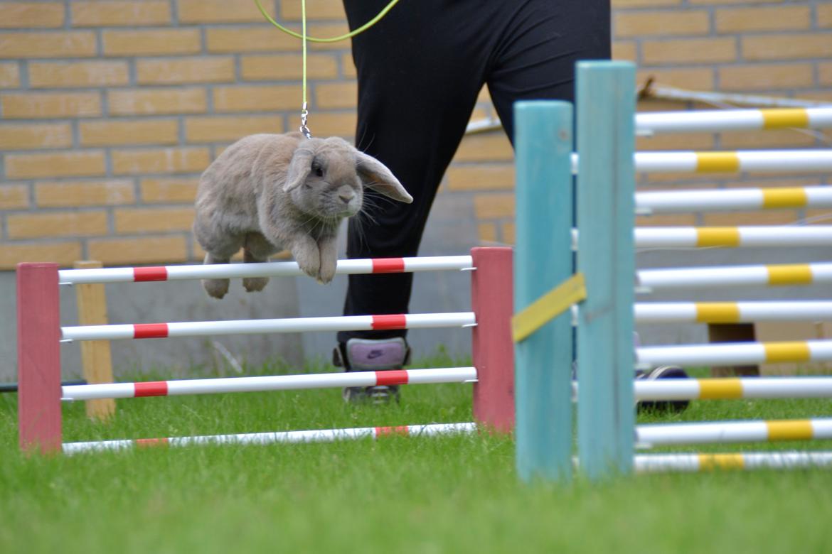 Kanin Rosas Costa Del Sol *R.I.P* billede 13