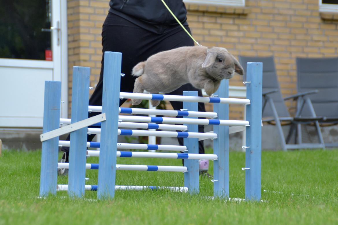 Kanin Rosas Costa Del Sol *R.I.P* billede 7