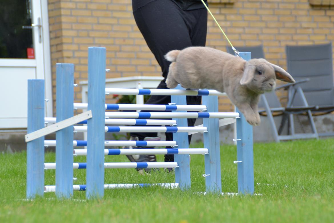 Kanin Rosas Costa Del Sol *R.I.P* billede 18